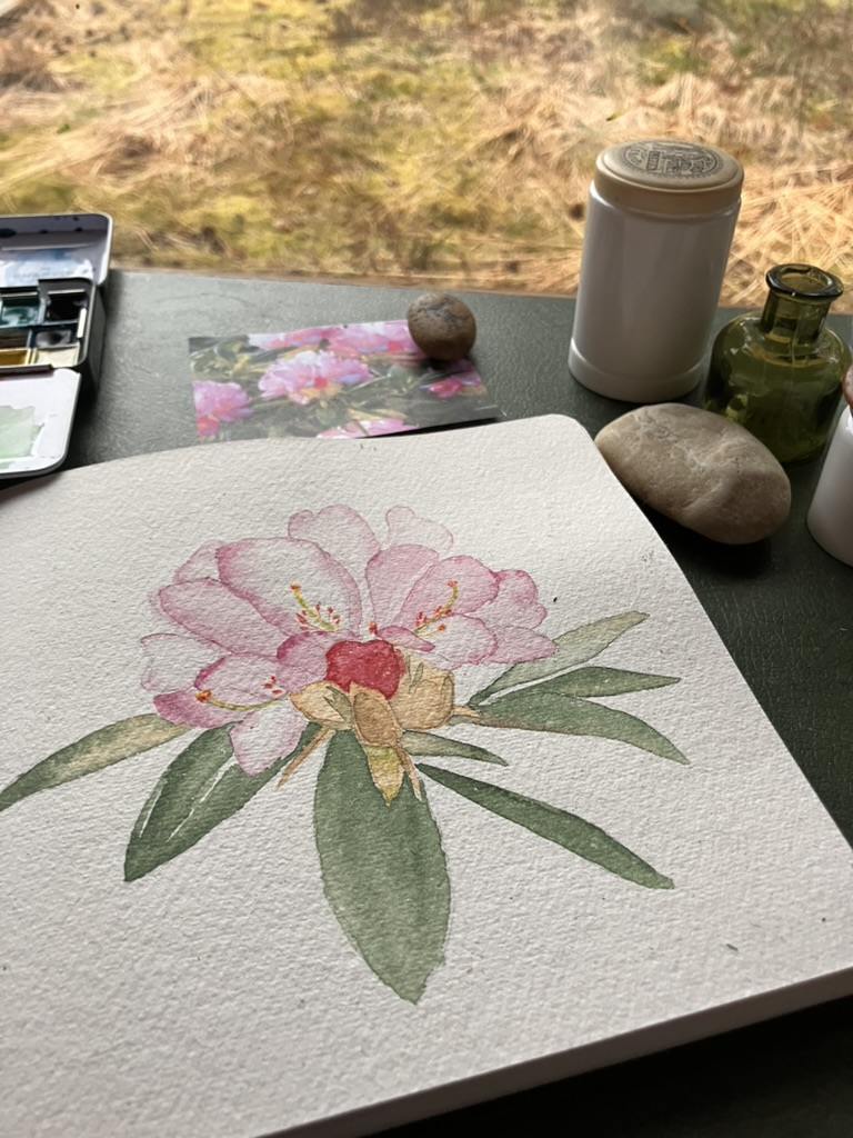 Watercolour and colour pencil, Rhododendron