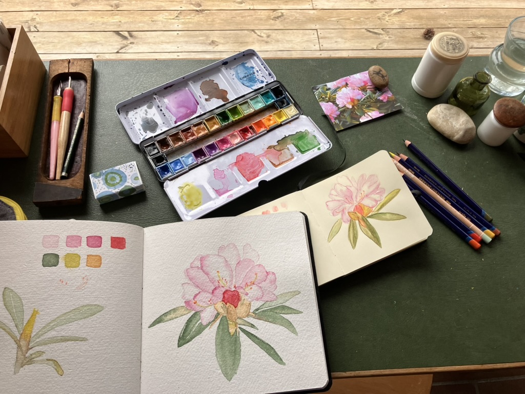 Watercolour and colour pencil, Rhododendron