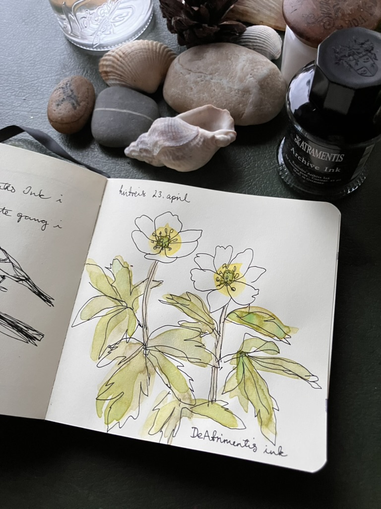 Ink and watercolour, wood anemone